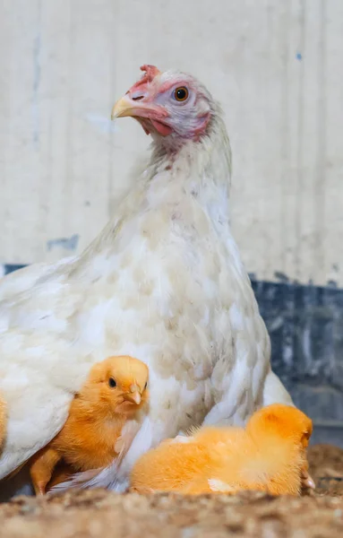 Mãe Galinha Com Seu Bebé Galinha Filhotes Adoráveis Descansando Segurança — Fotografia de Stock