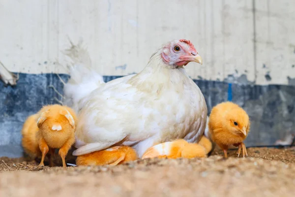 Mãe Galinha Com Seu Bebé Galinha Filhotes Adoráveis Descansando Segurança — Fotografia de Stock