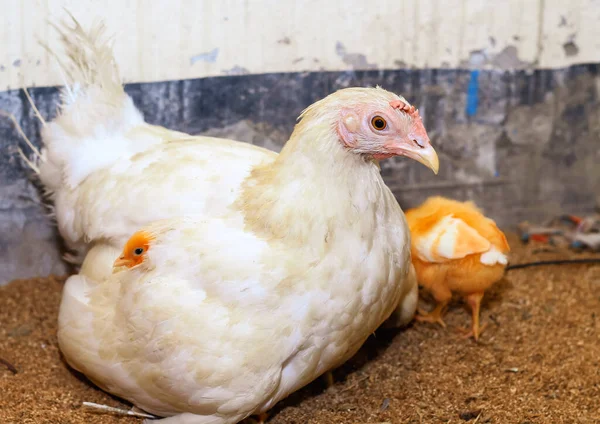 Mãe Galinha Com Seu Bebé Galinha Filhotes Adoráveis Descansando Segurança — Fotografia de Stock