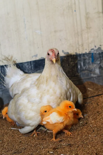 Mãe Galinha Com Seu Bebé Galinha Filhotes Adoráveis Descansando Segurança — Fotografia de Stock