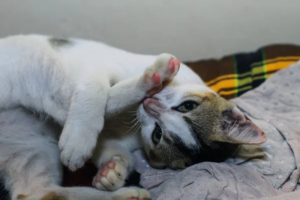 Gato Branco Lavar Perna Gato Branco Mente Lava Gato Branco — Fotografia de Stock