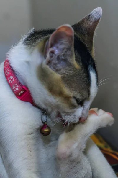 White cat washing its leg. The white cat lies and washes. The white cat licks their leg and lies at the same time. The concept for grooming and healthy skin. Cat licks itself in a sitting position.