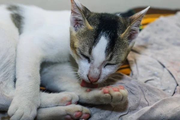 Witte Kat Die Zijn Been Wast Witte Kat Ligt Wast — Stockfoto