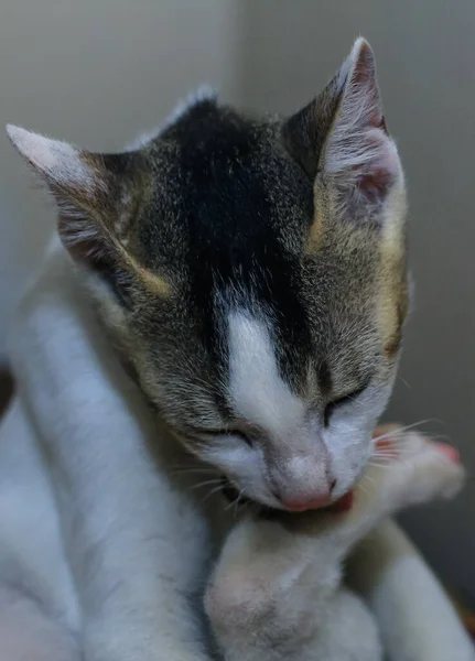 Gatto Bianco Che Lava Gamba Gatto Bianco Trova Lava Gatto — Foto Stock