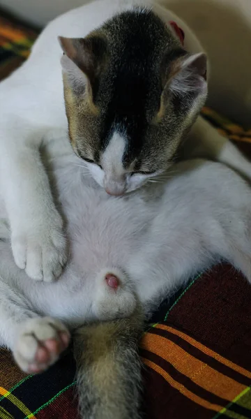 Introducing Urinary Catheter Cat Closeup Cat Penis — Stockfoto