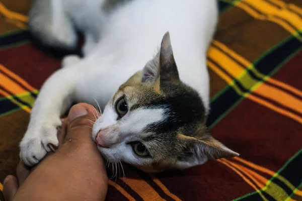 Den Vita Katten Biter Människas Hand Vacker Söt Katt Leker — Stockfoto