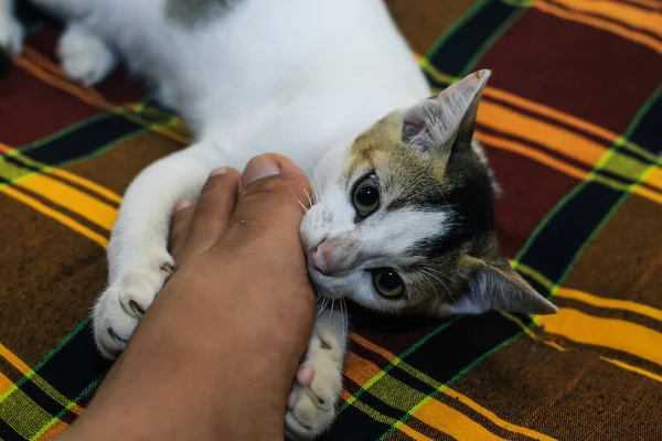 The white cat is biting a human's hand. Beautiful cute cat playing with leg and biting with funny emotions.