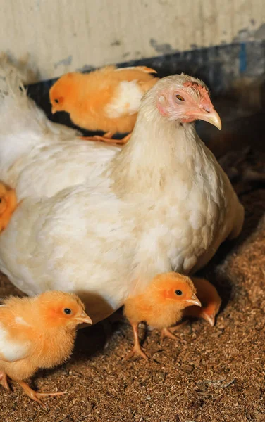 Mãe Galinha Com Seu Bebé Galinha Filhotes Adoráveis Descansando Segurança — Fotografia de Stock