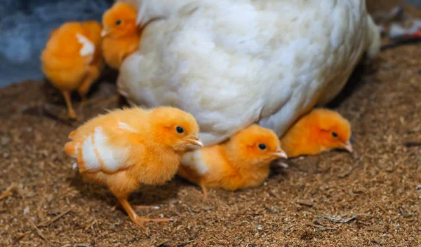 Mãe Galinha Com Seu Bebé Galinha Filhotes Adoráveis Descansando Segurança — Fotografia de Stock