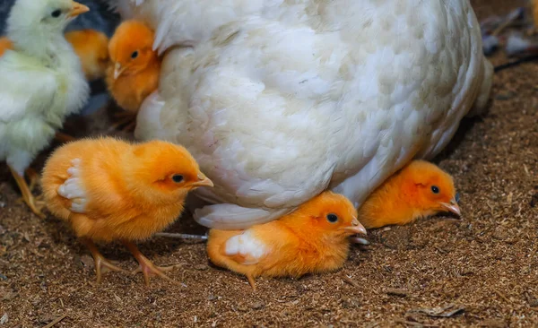 Mãe Galinha Com Seu Bebé Galinha Filhotes Adoráveis Descansando Segurança — Fotografia de Stock