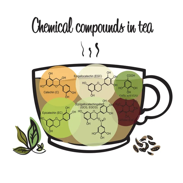 Chemical compounds in tea — Stock Vector