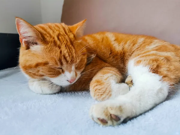 Joven Jengibre Macho Gato Durmiendo Gris Mullido Sofá — Foto de Stock