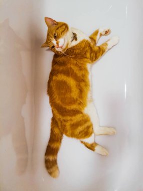 Kızıl erkek kedi boş bir küvette dinleniyor.