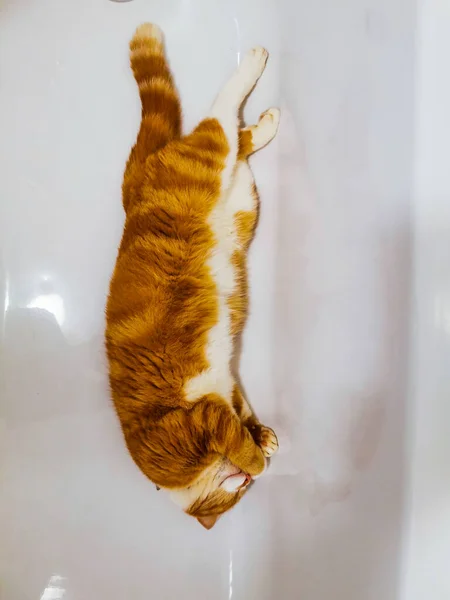 ジンジャー男猫リラックスでA空バスタブ — ストック写真