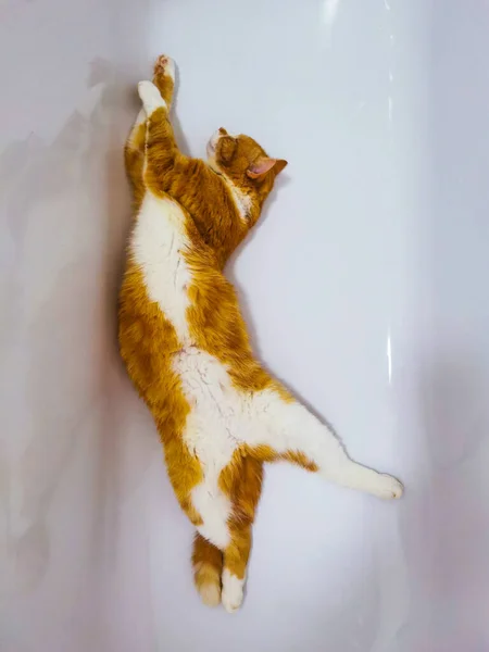 一只生姜的雄性猫在一个空浴缸里放松 — 图库照片
