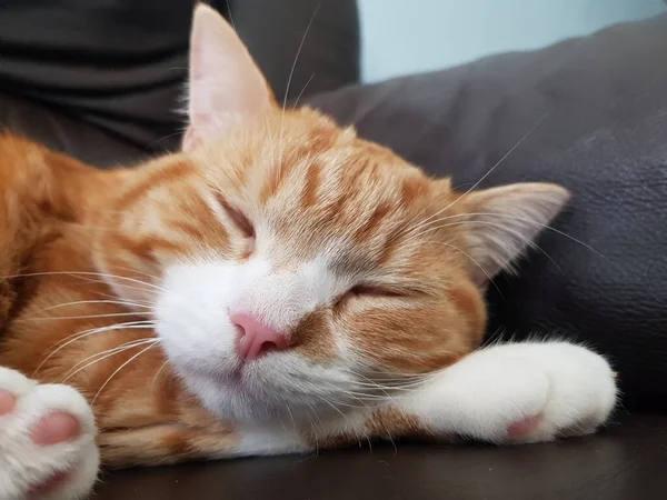 一只睡眠不足的生姜猫的合影 — 图库照片