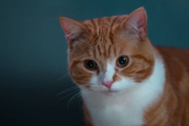 Kızıl bir kedinin güzel, sıcak ve rahat bir arka planla kameraya bakışının özgün bir görüntüsü..