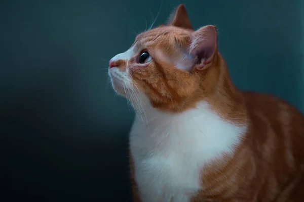 暖かくて居心地の良い背景を持つカメラを見て生姜猫の本物のイメージ — ストック写真