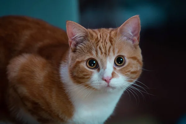 Imagem Autêntica Gato Gengibre Olhando Para Câmera Com Belo Fundo — Fotografia de Stock