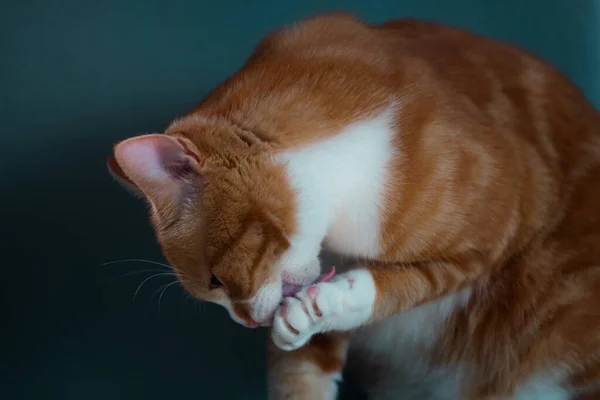 Authentic Image Ginger Cat Grooming Itself Beautiful Warm Cosy Background — Stock Photo, Image