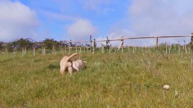 Heartwarming video of two playful Labrador puppies joyfully wrestling over a stick on a grassy field under a bright blue sky. The clip captures authentic puppy behavior, energy, and friendship in a natural outdoor setting perfect for themes of play