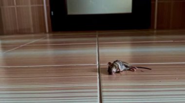 Bir fareyle oynayan bej renkli evcil kedi içeride yakalandı. Görüntüler kedi avlama içgüdülerini, davranışlarını ve evcil hayvanlarda bile bulunan doğal yırtıcı refleksleri gösteriyor. Eğitim, davranış veya belgesel kullanım keşfi için ideal