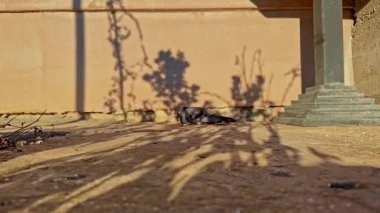 Kızıl bir kedi, güneş alan bir kaldırımda doğal avlanma içgüdüleri ve merakını sergileyen zayıf bir güvercinle karşılaşır. Sıcak akşam ışığında yakalanan bu sahne, vahşi yaşam davranışları ve şehir ortamlarında hayvanların birlikte yaşamasını vurguluyor..