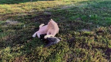 Kızıl bir kedinin güneşli bir çayırda güvercin avlayıp yakaladığı yakın çekim görüntüleri. Çiğ, doğal yırtıcı davranışlar açık havada yakalanır. Yırtıcılığı, hayvan içgüdülerini ve kentsel yaşamı araştıran belgesel, yayın ve vahşi yaşam projeleri için idealdir.