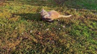 Kızıl bir kedinin güneşli bir çayırda güvercin avlayıp yakaladığı yakın çekim görüntüleri. Çiğ, doğal yırtıcı davranışlar açık havada yakalanır. Yırtıcılığı, hayvan içgüdülerini ve kentsel yaşamı araştıran belgesel, yayın ve vahşi yaşam projeleri için idealdir.