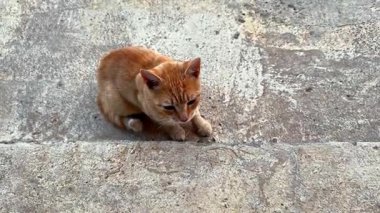 Kızıl bir evcil kedinin beton merdivenlerde yukarı, görünmeyen bir insana baktığı el kamerasıyla çekilmiş bir video. Doğal hayvan davranışları gün ışığında dikkat çekme ve evcil hayvan etkileşimi gösteriyor..