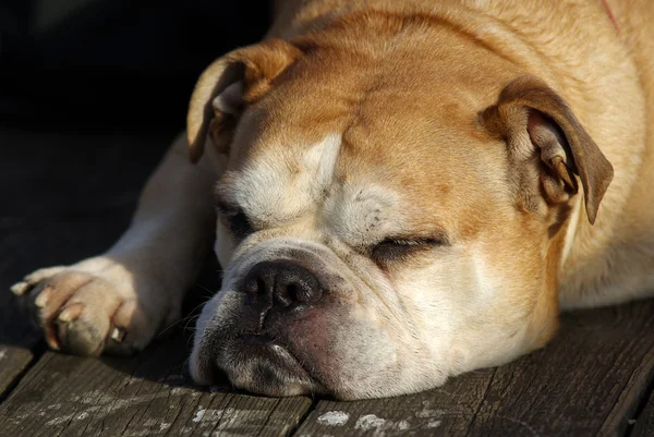 Watchdog Bulldog, je beste vriend — Stockfoto