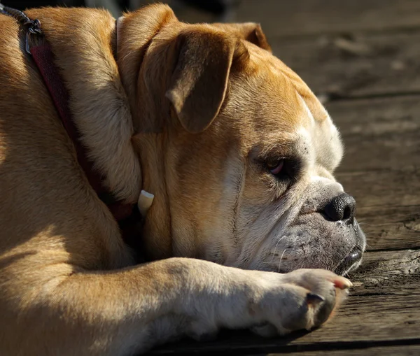 Watchdog Bulldog, je beste vriend — Stockfoto