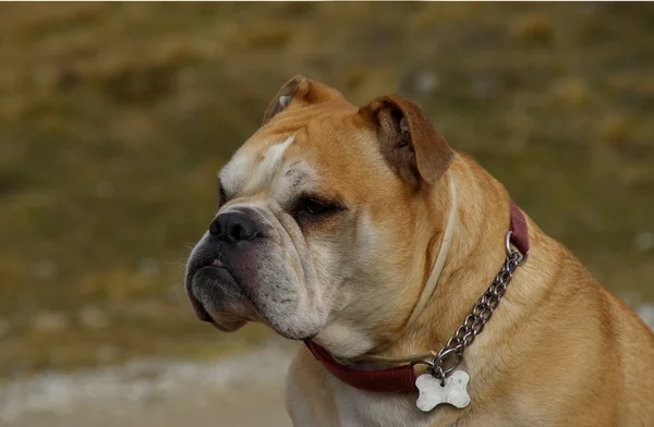 Watchdog Bulldog, je beste vriend — Stockfoto
