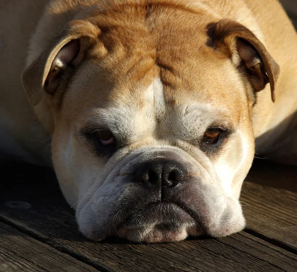 Watchdog Bulldog, a legjobb barátod — Stock Fotó