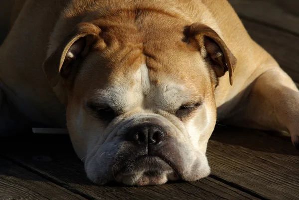 Watchdog Bulldog, je beste vriend — Stockfoto