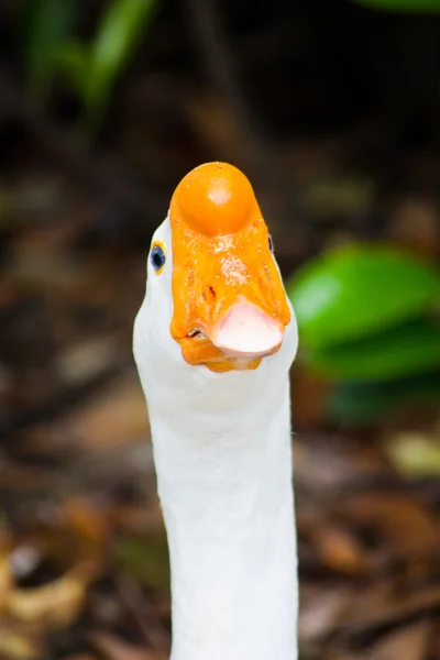 Pato branco com bico de laranja — Fotografia de Stock