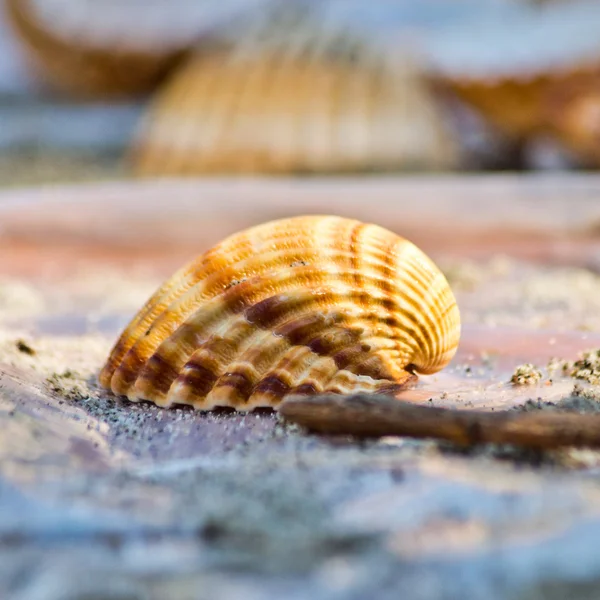 Zeeschelpen rusten op het strand of in de handen van een kind — Stockfoto