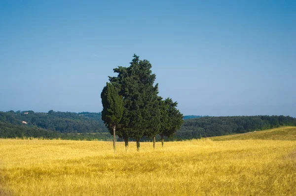Ciprestes no meio de um campo de trigo — Fotografia de Stock