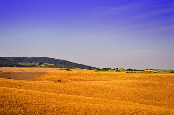 Fazenda em um campo de trigo maduro — Fotografia de Stock