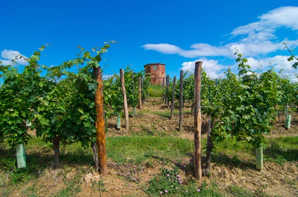 Vignoble avec tour historique et poteaux traditionnellement en bois — Photo