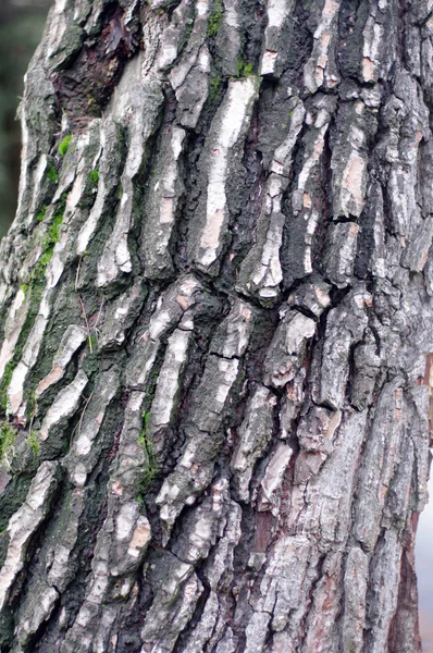 Кора дерева с трещинами и грибками — стоковое фото