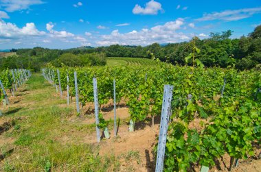 yarım daire bağ şarap yapmaya hazır