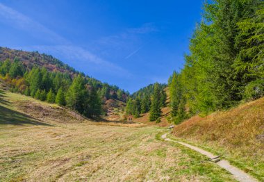 Dağ bitkileri, yemyeşil çayırlar yemyeşil ormanların ortasında, dağ tarımının kalbi, çevresel sürdürülebilirliğin kalbi