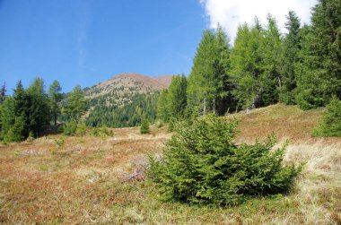 Dağ bitkileri, yemyeşil çayırlar yemyeşil ormanların ortasında, dağ tarımının kalbi, çevresel sürdürülebilirliğin kalbi