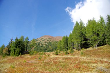 Dağ bitkileri, yemyeşil çayırlar yemyeşil ormanların ortasında, dağ tarımının kalbi, çevresel sürdürülebilirliğin kalbi