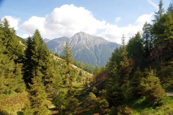 mountain vegetation, green and luxuriant woods, the lung of the earth, the heart of environmental sustainability