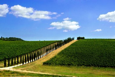 tuscan bağ servi ağaçları ile kaplı avenue