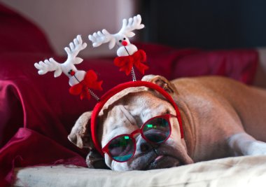 Bulldog Noel'den sonra uykuya