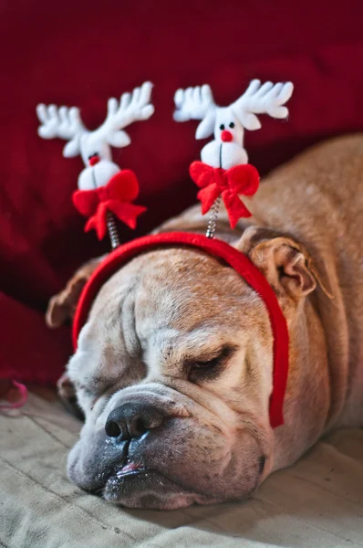 Buldog śpi po świętach Bożego Narodzenia — Zdjęcie stockowe