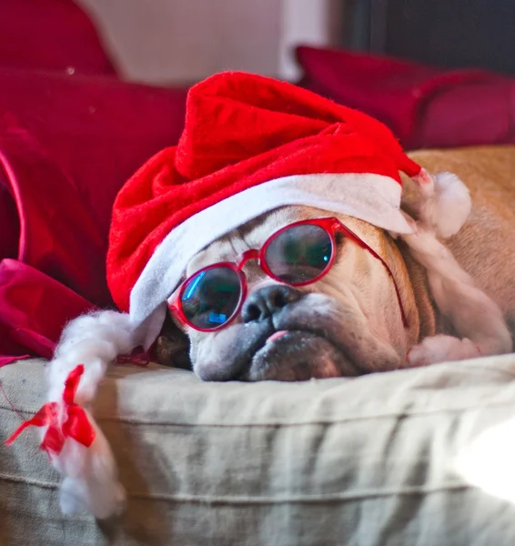Bulldog in slaap na Kerstmis — Stockfoto